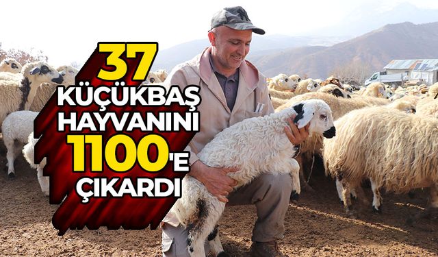 İstanbul'dan köyüne dönüp ailesinin 37 küçükbaş hayvanını 1100'e çıkardı