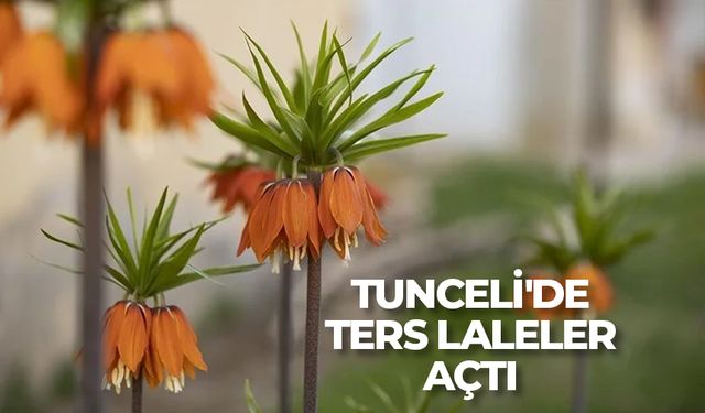 Tunceli'de ilkbaharın gelişiyle ters laleler açtı