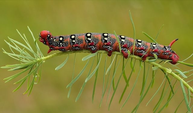 Bazı tırtıl türlerinin çevrelerindeki elektrik alanını algılayarak avcılardan korunduğu keşfedildi