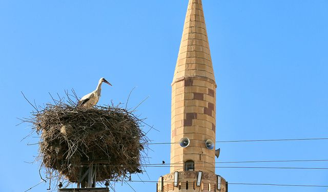Ovaçiftlik Mahallesi Camii'nin "Hacı leylekleri" yuvalarına döndü