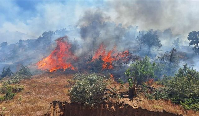 Bingöl'ün 2 ilçesinde çıkan orman yangınlarına müdahale ediliyor