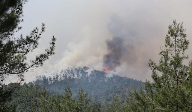 Bursa'da çıkan orman yangınına müdahale ediliyor