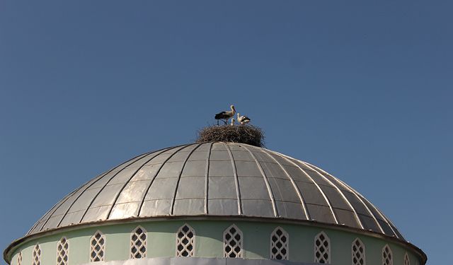 Cami kubbesi 12 yıldır leyleklere yuva oluyor