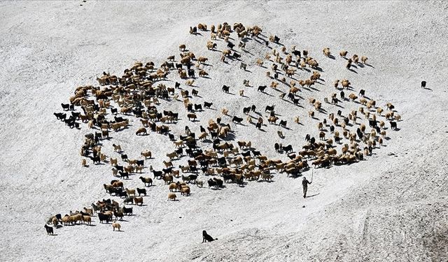 Hakkari'de çobanlar, karlı arazileri aşarak küçükbaş hayvanları sağıma götürüyor