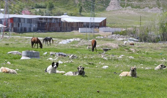 Sahipsiz hayvanlar iki yıl öncesine göre daha tehlikeli bulunuyor