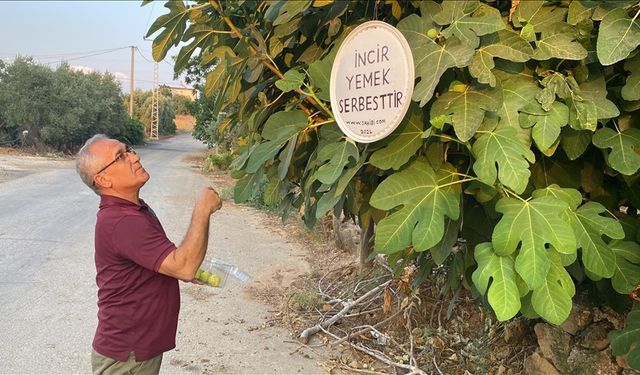 Antalyalı emekli, "incir yemek serbesttir" yazısıyla ikramda bulunuyor