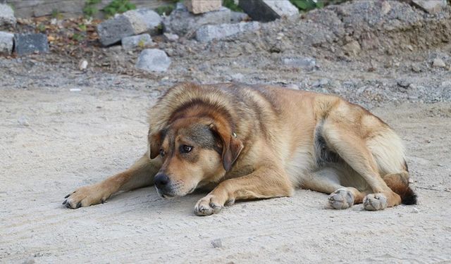 Bingöl'de sahipsiz köpeğin saldırdığı çocuk yaralandı