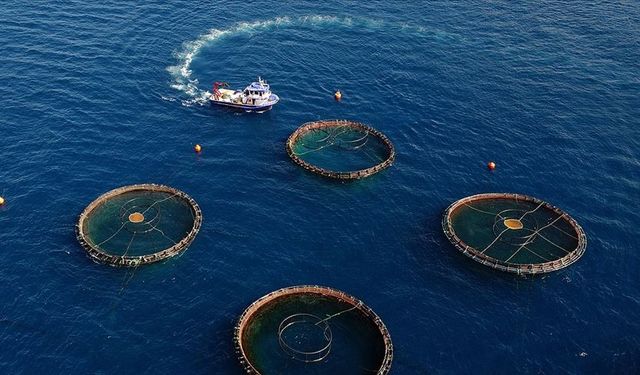 Doğu Karadeniz, su ürünleri ihracatında yılın ilk yarısını yüzde 11 artışla kapattı