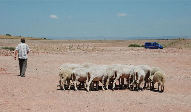 Eskişehir'de sahipsiz köpekler 7 küçükbaş hayvanı telef etti