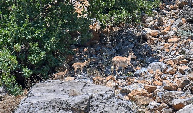 Hakkari'de koruma çalışmaları sayesinde yaban keçisi sayısı artıyor