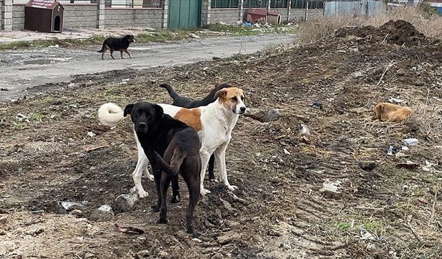 Sahipsiz hayvanlara yönelik düzenleme yayımlandı