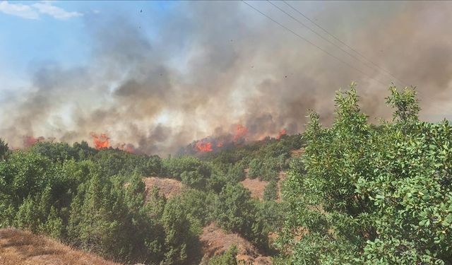 Bingöl'de çıkan orman yangınına müdahale ediliyor