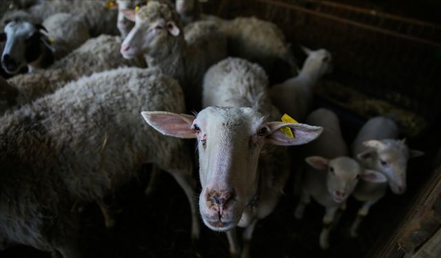 Küçükbaş hayvancılık desteklerinden 300 bin yetiştiricinin faydalanması bekleniyor