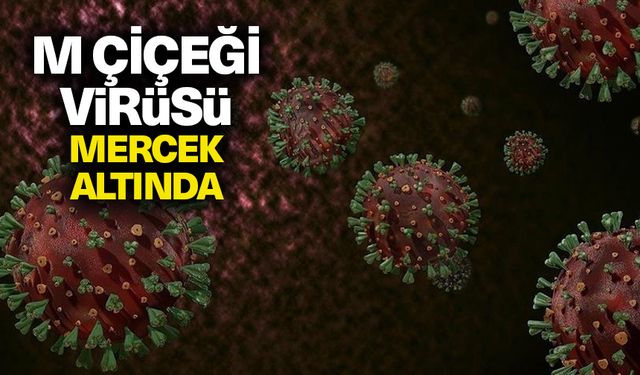 M çiçeği virüsü küresel mercek altında