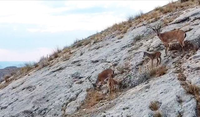 Malatya'da dağ keçileri dronla görüntülendi