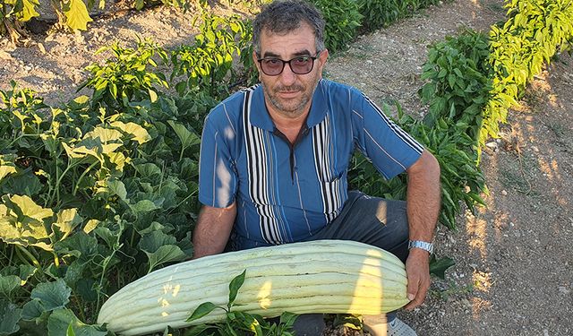 Manisa'da 83 santimetre uzunluğunda acur yetiştirildi