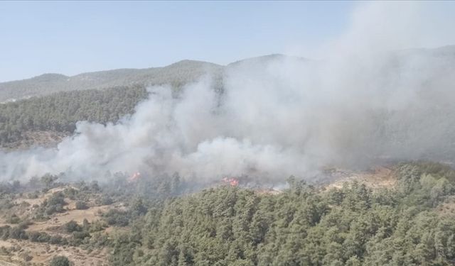 Muğla'nın Milas ilçesinde çıkan orman yangınına müdahale ediliyor