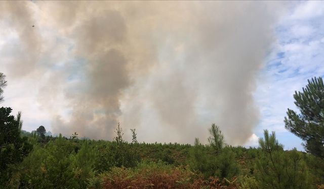 Yalova'da ormanlık alanda çıkan yangına müdahale ediliyor