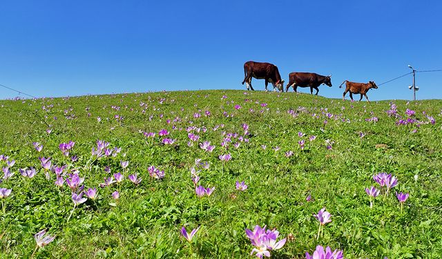 Yayladan dönüşün habercisi "vargit"ler çiçek açtı