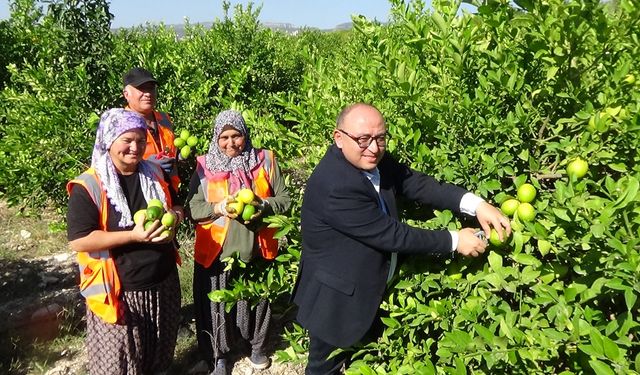 Mersin'de erkenci limon hasadı başladı