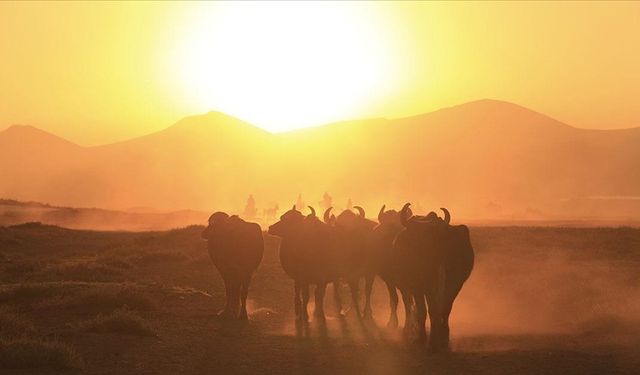 Erciyes'in eteklerinde yayılan mandaların sayısı devlet desteğiyle arttı