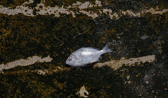 İzmir Körfezi'ndeki kirlilik için "altyapı yetersizliği" vurgusu