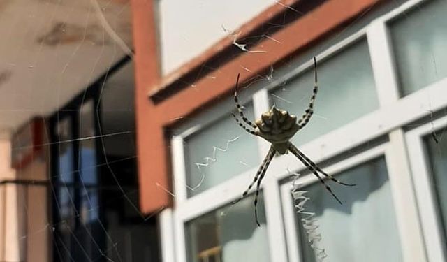 Karabük'te zehirli örümceklerden "argiope lobata" türüne rastlandı