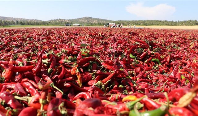 Kilis'te kırmızı biberde hasat ve kurutma mesaisi başladı