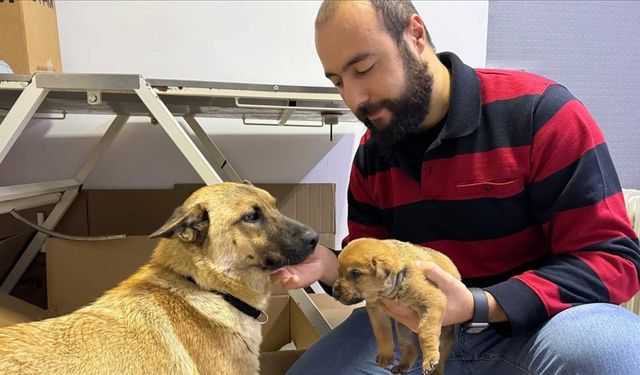 İstanbul'da sahipsiz köpek ölmek üzere olan yavrusunu veterinere getirdi