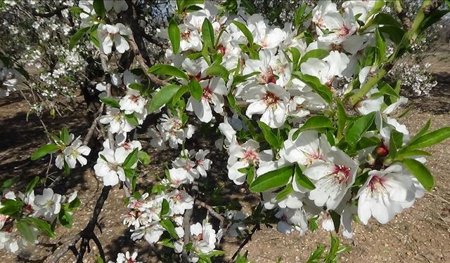 Mersin'de badem ağaçları çiçek açtı