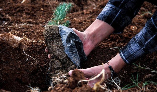 Orman teşkilatı geçen yıl yaklaşık 500 milyon fidanı toprakla buluşturdu