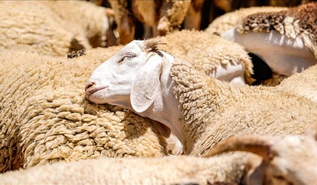 Kurban Hizmetlerinin Uygulanmasına Dair Tebliğ Resmi Gazete'de yayımlandı