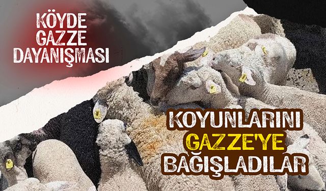 Köyde Gazze dayanışması: Koyunlarını Gazze'ye bağışladılar