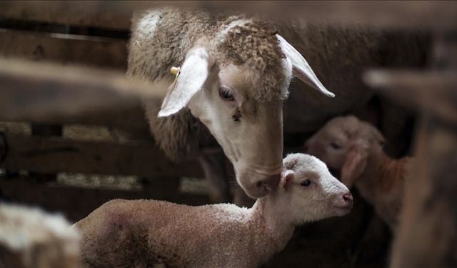 Türkiye hayvancılıkta Avrupa'da yeniden ilk sıraya yükseldi