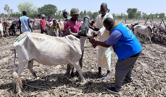 Türkiye Diyanet Vakfı, Mali'de 41 bin hisse kurban eti dağıtacak