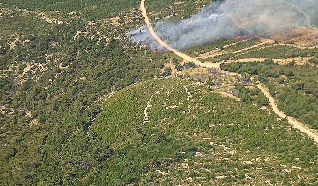 İzmir'in Foça ilçesinde çıkan orman yangınına müdahale ediliyor