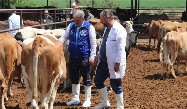 TDV, Diyarbakır'da 4 bin 25 kurban hissesinin etini ihtiyaç sahiplerine ulaştıracak