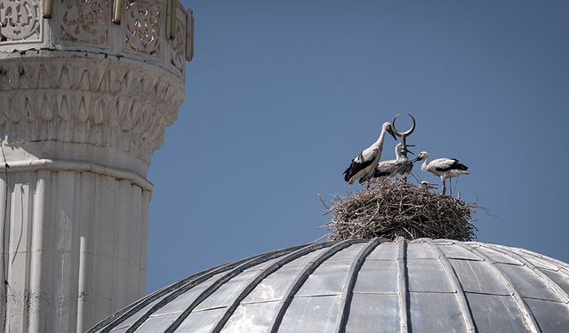 Leylek ailesi caminin tepesinde hilalin gölgesine yuva kurdu