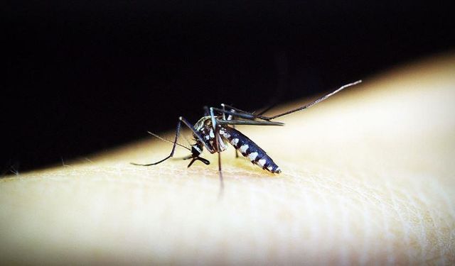 Bebekler için geliştirilen ilk sıtma ilacı onay aldı