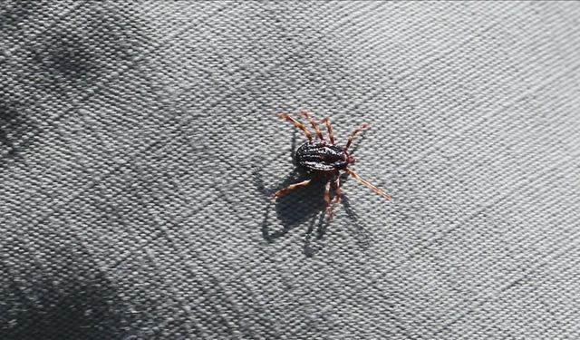 Akademisyenler kenelerin hastalık bulaştırma yüzdelerini araştırıyor