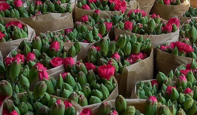 Isparta'da üretilen karanfiller Avrupa'ya ihraç ediliyor