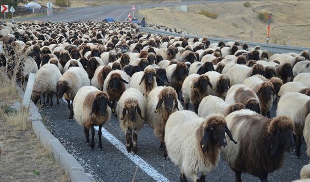 Göçerlerin yaylalardan dönüş yolculuğu sürüyor