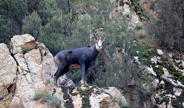 Gümüşhane'de çengel boynuzlu dağ keçileri görüntülendi