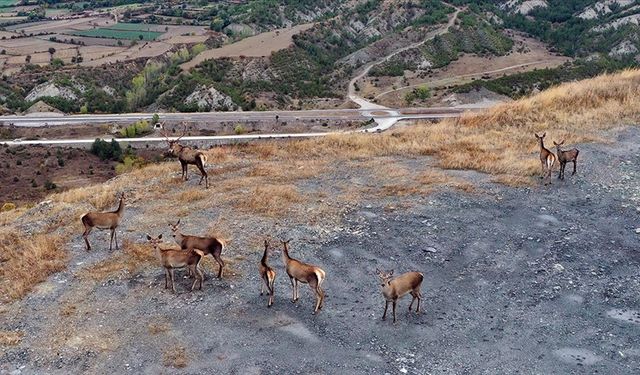 Kastamonu'da sürü halinde gezen kızıl geyikler doğal ortamında görüntülendi