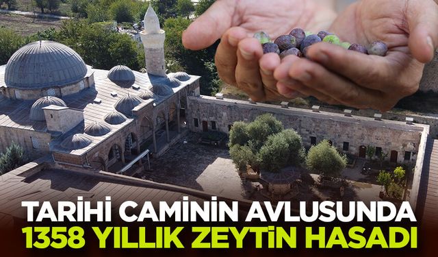 Tarihi caminin avlusundaki 1358 yaşındaki zeytin ağacında hasat zamanı