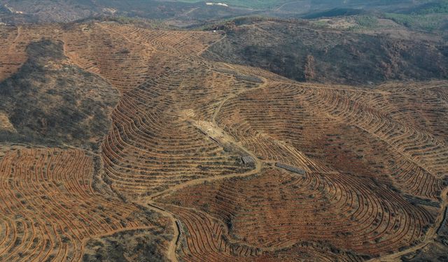 Bursa'da 3 milyon 250 bin fidan toprakla buluşacak