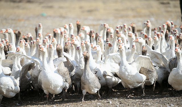 Kars'ta yılda yaklaşık 2,5 milyon kaz yetiştiriliyor