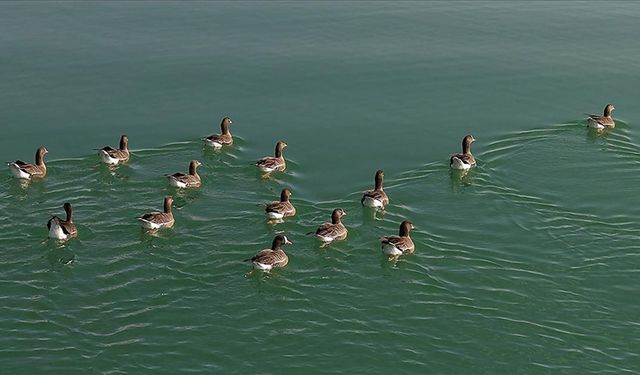 Kuş cenneti Erçek Gölü yaban kazlarına ev sahipliği yapıyor