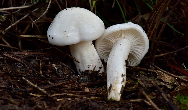 Nallıhan'da tespit edilen 120 tür mantar yapay zekayla sınıflandırılıyor