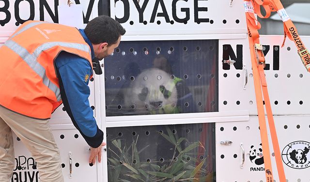 Pandaların Çin yolculuğu